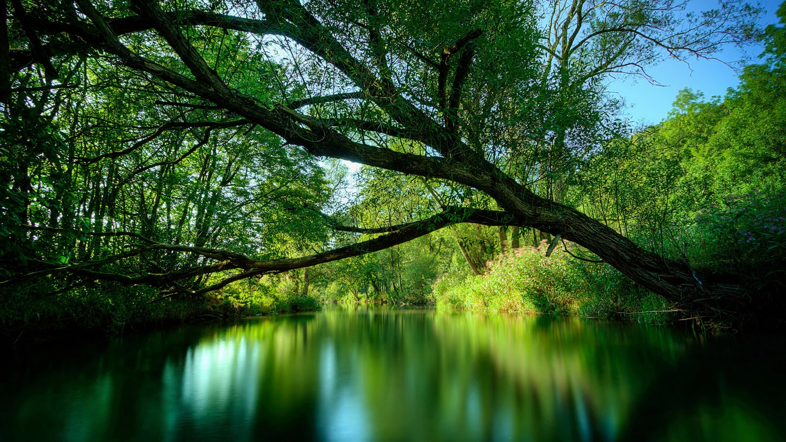 rainforest picture