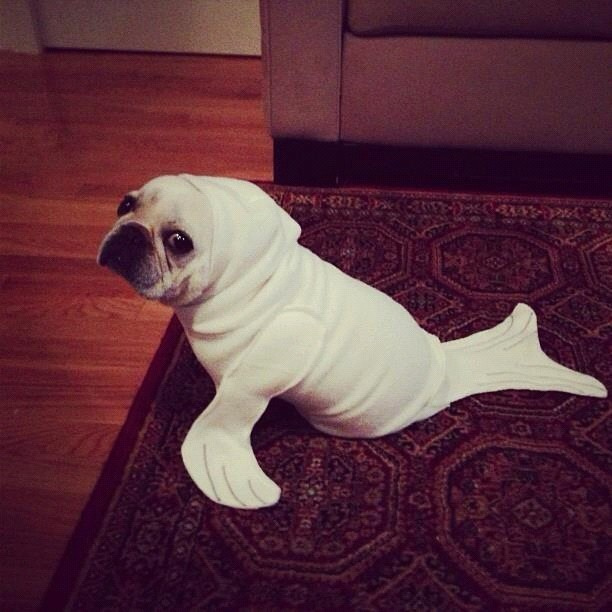 a picture of a dog as a seal