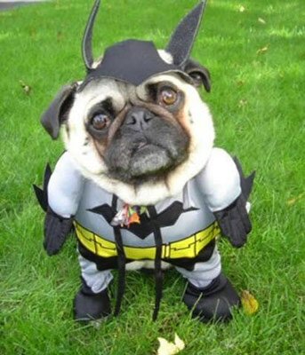 a picture of a dog dressed as batman