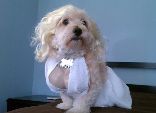 a dog dressed as marylin monroe