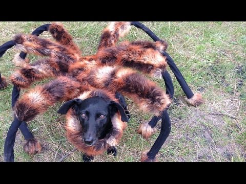 a picture of a dog dressed as a spider