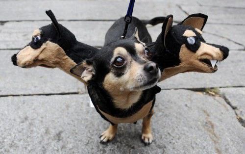 a picture of a three headed dog