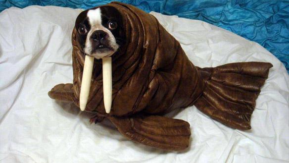 a picture of a dog in a walrus costume