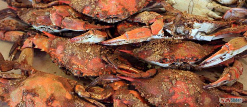 Maryland Crabs